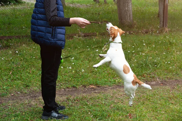 Pies Terier Jack Russell Skacze Pole Zieloną Trawą Młody Człowiek — Zdjęcie stockowe