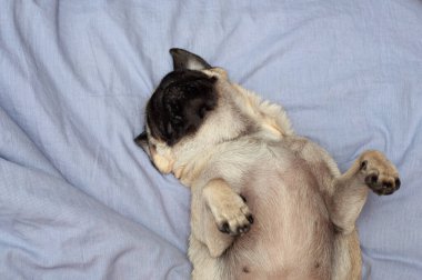 Evde, yatakta uyuyan küçük sevimli bir köpek. Günaydın evcil hayvanım.