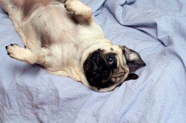 Evde, yatakta uyuyan küçük sevimli bir köpek. Günaydın evcil hayvanım.