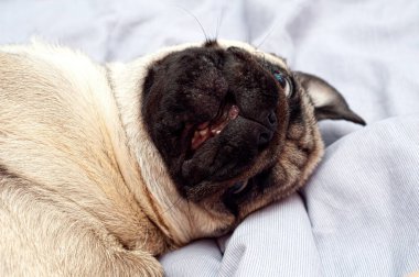 Evde, yatakta uyuyan küçük sevimli bir köpek. Günaydın evcil hayvanım.