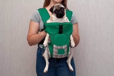 Cute dog pug sitting in the ergo device babycarrier or sling kangaroo carrier. Pet dog like a baby. Happy parenting. Concept Childfree. clipart