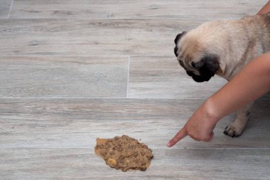 Köpek pug kusmuğu salonda yerde, hasta köpek kendini iyileştirmek için kustu.