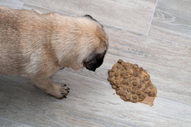 Köpek pug kusmuğu salonda yerde, hasta köpek kendini iyileştirmek için kustu.