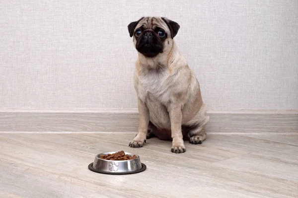 Pequeno cão bonito sentado e esperando para comer sua tigela de comida de cão. Animais de estimação dentro de casa. Conceito — Fotografia de Stock