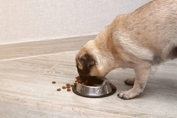 Cachorro faminto comendo ração seca de sua tigela. dieta equilibrada — Fotografia de Stock