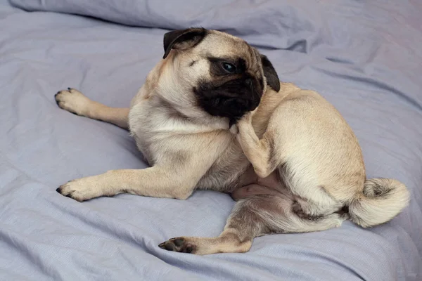 Oturma pozisyonunda kulağını kaşıyan pug köpeğini kapat.