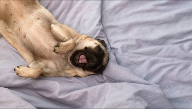 Tatlı pug dog uyuyor ve yatakta esniyor. Evcil hayvanla sıcak bir sonbahar sabahı