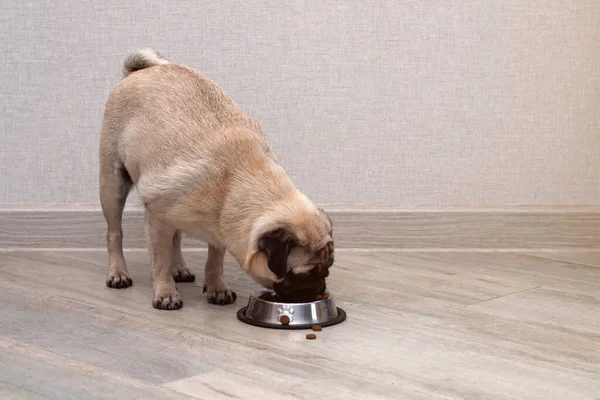 Cachorro Faminto Comendo Ração Seca Sua Tigela Dieta Animal Estimação — Fotografia de Stock