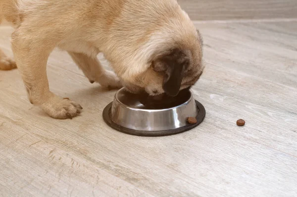 Cachorro Faminto Comendo Ração Seca Sua Tigela Dieta Animal Estimação — Fotografia de Stock