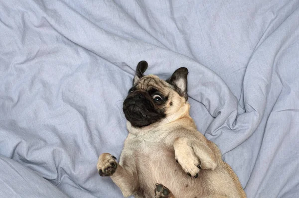 귀여운 강아지가 침대에서 — 스톡 사진