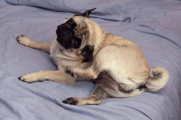 Close Pug Hond Krabben Zijn Oor Zittende Positie Bed — Stockfoto
