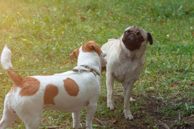 Şirin Jack Russell Terrier köpeği ve parkta oynayan komik pug köpeği, köpek dostluğu