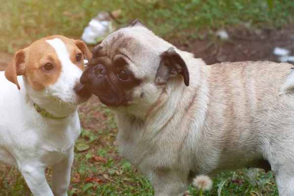 Jack Russel terrier y Pug Dog olfateándose afuera —  Fotos de Stock