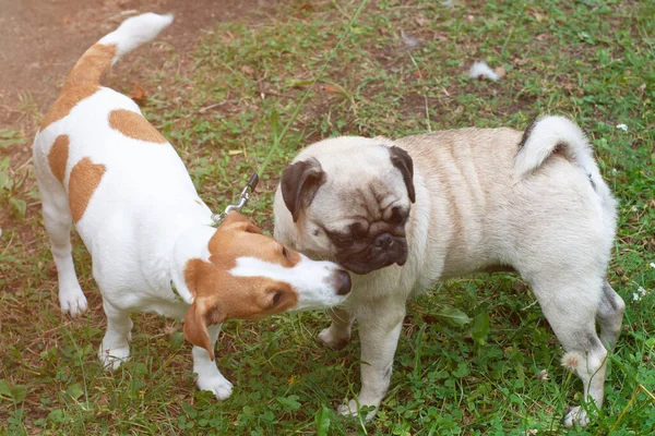 Jack russel terrier and pug dog sniffing each other outside — Stock Photo, Image