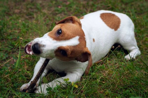 Jack russell perro se encuentra en la hierba verde y roe un palo — Foto de Stock