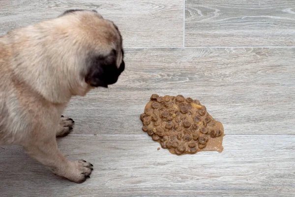 Köpek pug kusmuğu salonda yerde, hasta köpek kendini iyileştirmek için kustu.
