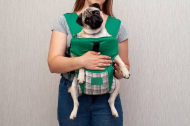 Cute dog pug sitting in the ergo device babycarrier or sling kangaroo carrier. Pet dog like a baby. Happy parenting, Like my baby. Concept Childfree. clipart