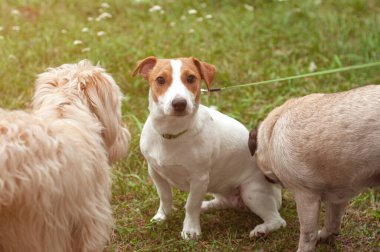 Jack Russel terrier ve köpek dışarıda birbirlerini kokluyorlar.