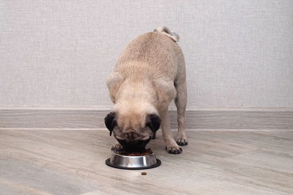 Cachorro Faminto Comendo Ração Seca Sua Tigela Dieta Animal Estimação — Fotografia de Stock