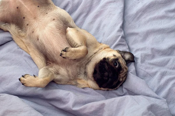 Pequeno Cachorro Bonito Dormindo Casa Cama Bom Dia Com Cão — Fotografia de Stock