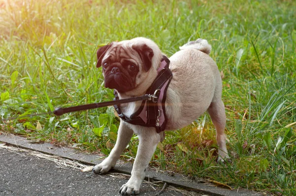 Dog pug lagging behind refuses to walk and drags leash in opposite way