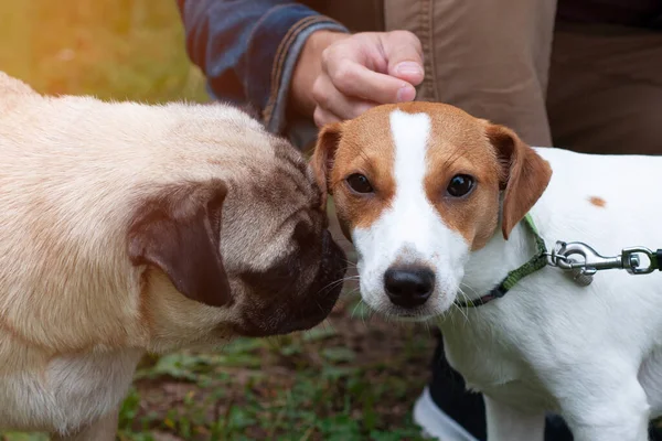 Jack Russel Terrier Pug Dog Olfateándose Unos Otros Prado —  Fotos de Stock