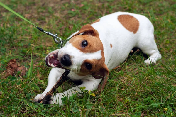Jack Russell Terrier Perro Encuentra Hierba Verde Roe Palo — Foto de Stock