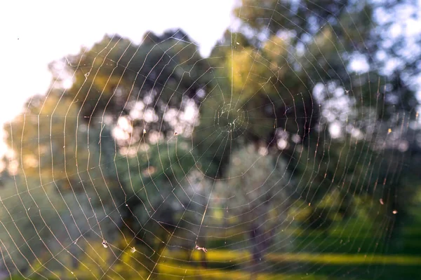 Nahaufnahme Des Spinnennetzes Oder Spinnennetzes Mit Mücken Und Fliegen Vor — Stockfoto