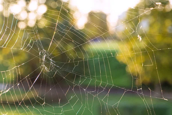 在秋日落日的温暖背景下 用蚜虫和苍蝇把蜘蛛网或蜘蛛网围起来 — 图库照片