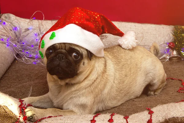 Chien Carlin Noël Avec Guirlande Chapeau Santa Claus Lit Pendant — Photo