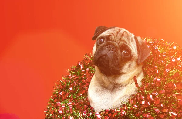 Pug Perro Navidad Con Corona Navidad Las Vacaciones Navidad Diseño —  Fotos de Stock