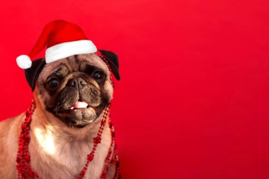 Gülümseyen pug dog şapkalı Noel Baba kırmızı arka planda fotokopi yeri ve mesaj için yer var. Kartpostal