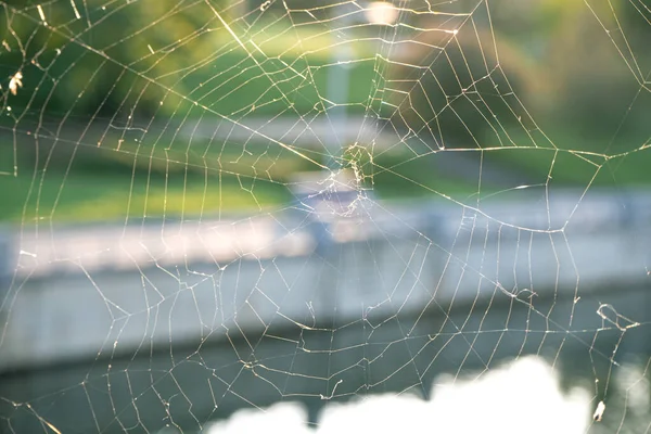Close Spider Web Cob Web Midges Flies Warm Background Autumn — Stock Photo, Image