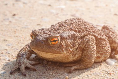 Kurbağa gaga. Dev neotropik kurbağa. Rhinella marinası. Yolda oturan amfibiler, yaklaşın..