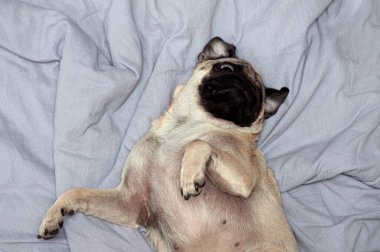 Evde, yatakta uyuyan küçük sevimli bir köpek. Günaydın evcil köpekle.