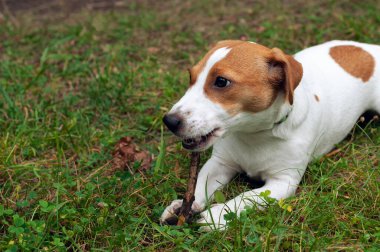 Jack Russell Terrier köpeği yeşil çimlerin üzerinde yatar ve bir çubuk kemirir.