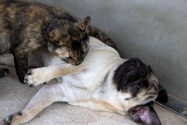 Schildpad Kleur Kat Hond Pug Spelen Bank Kat Met Hond — Stockfoto
