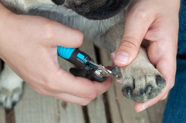 Female Hands Holding Pug Paws Cutting Claws Dog Close — Stock Photo, Image