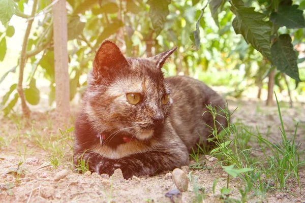 Drie Gekleurde Kat Ligt Het Weitje Kijkt Omhoog Naar Iets — Stockfoto