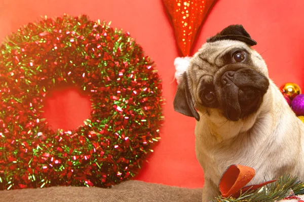 Carlin Chien Noël Avec Couronne Noël Pendant Les Vacances Noël — Photo