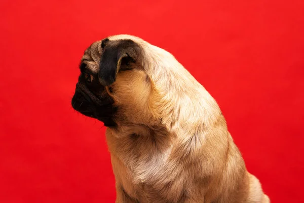 Retrato Perro Pug Perfil Sobre Fondo Rojo Vacaciones Navidad Mascota — Foto de Stock