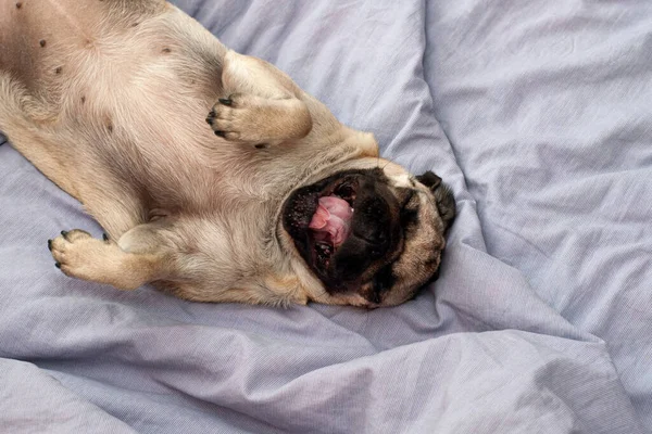 Schattige Pug Hond Slapen Gapen Bed Gezellige Herfstochtend Met Huisdier — Stockfoto