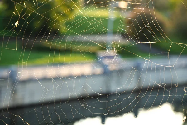Närbild Spindelnät Eller Spindelnät Med Myggor Och Flugor Varm Bakgrund — Stockfoto