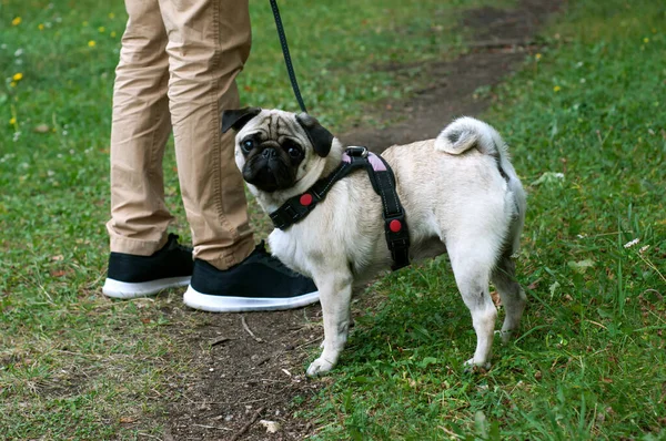 Pug Cão Fêmea Jovem Forte Saudável Com Proprietário Andar Parque — Fotografia de Stock