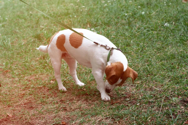Jack Russell Terrier Köpeği Dışarıda Yürürken Bacağını Tırmalıyor — Stok fotoğraf
