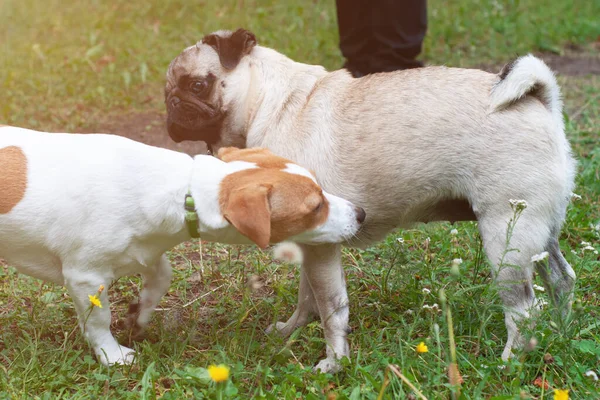 Jack Russel Terrier Pug Dog Olfateándose Unos Otros Prado — Foto de Stock