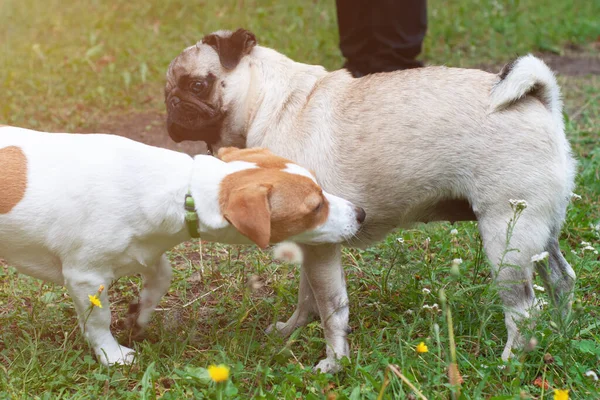 Jack Russel terrier ve köpek dışarıda birbirlerini kokluyorlar.