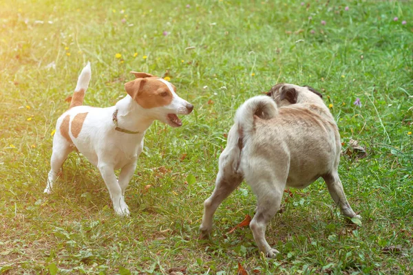 Tatlı Jack Russell Terrier Köpeği Parkta Oynayan Komik Pug Köpeği — Stok fotoğraf