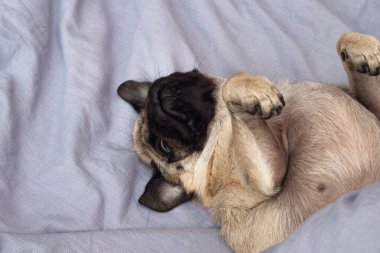 Evde, yatakta uyuyan küçük sevimli bir köpek. Günaydın evcil köpekle.