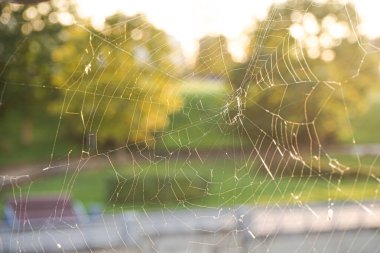 Örümcek ağını kapat ya da örümcek ağını menekşe ve sineklerle doldur sonbahar günbatımının ılık arka planında